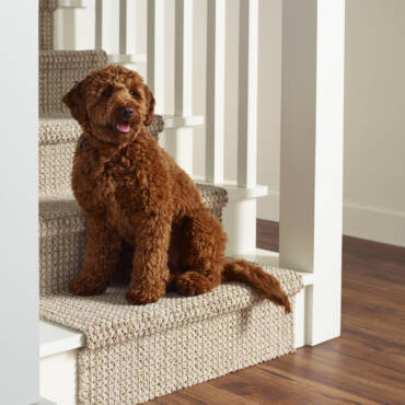 KITCHEN STAIRS DOG. Wood lux 2003 THE HIGHLANDS . Montreal 8574 Elk Point